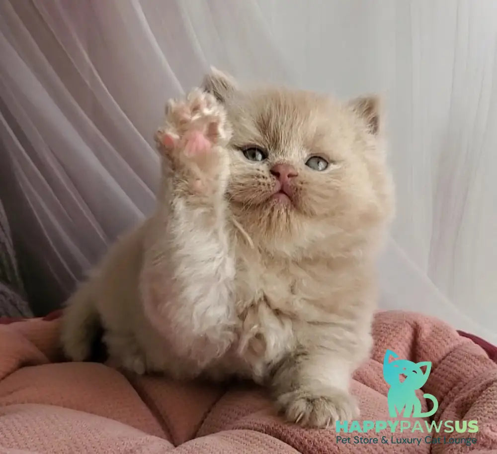 Teo British Longhair male fawn - live animals