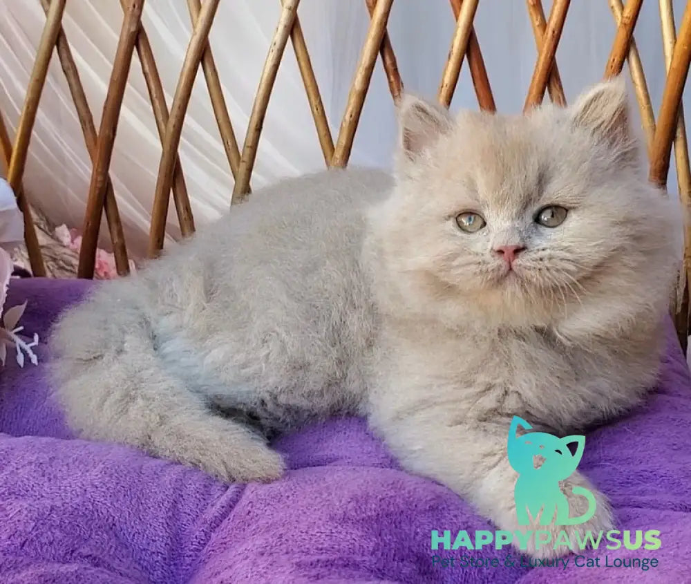 Teo British Longhair male fawn - live animals