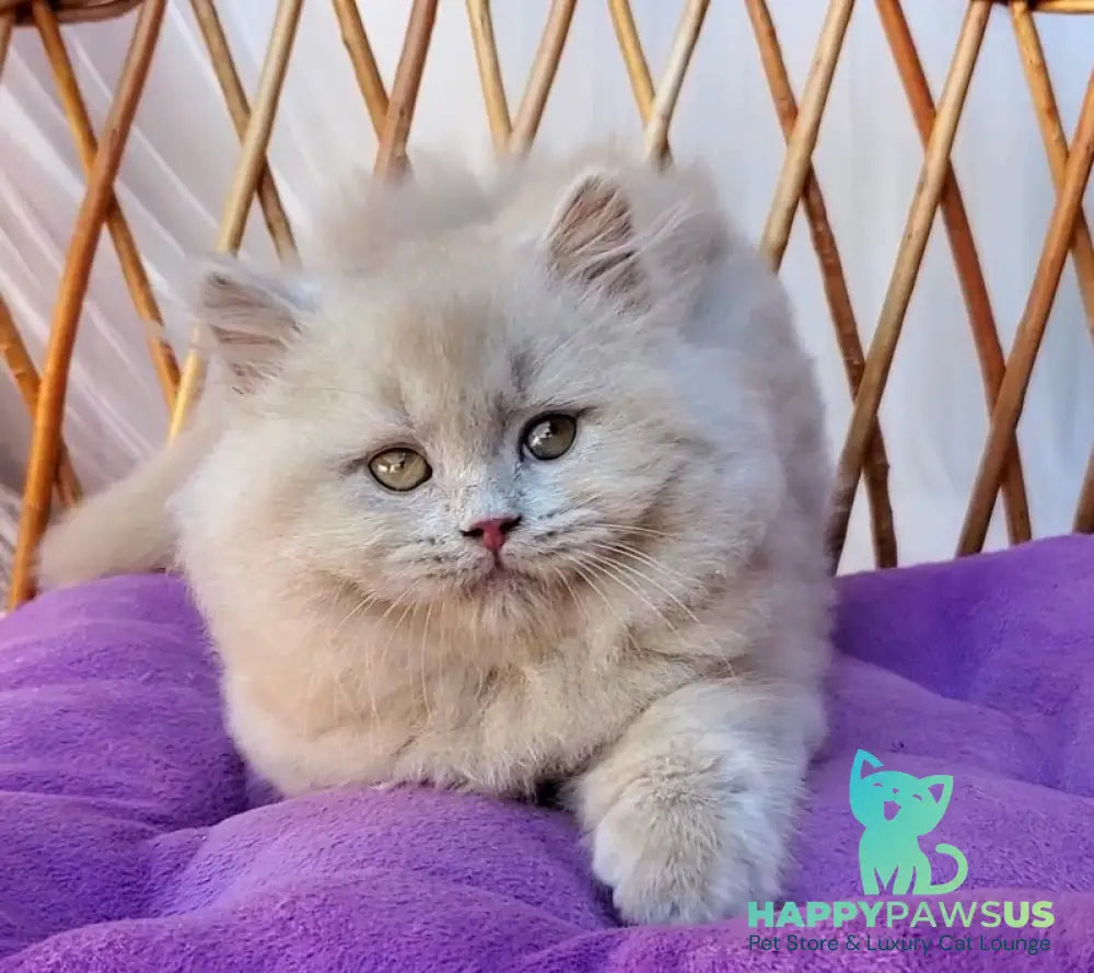 Teo British Longhair male fawn - live animals