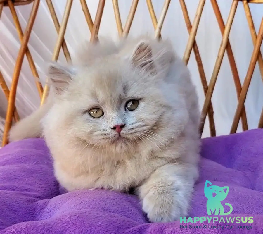 Teo British Longhair male fawn - live animals