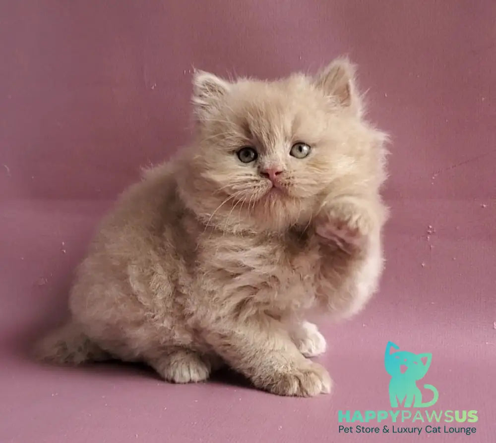 Teo British Longhair male fawn - live animals