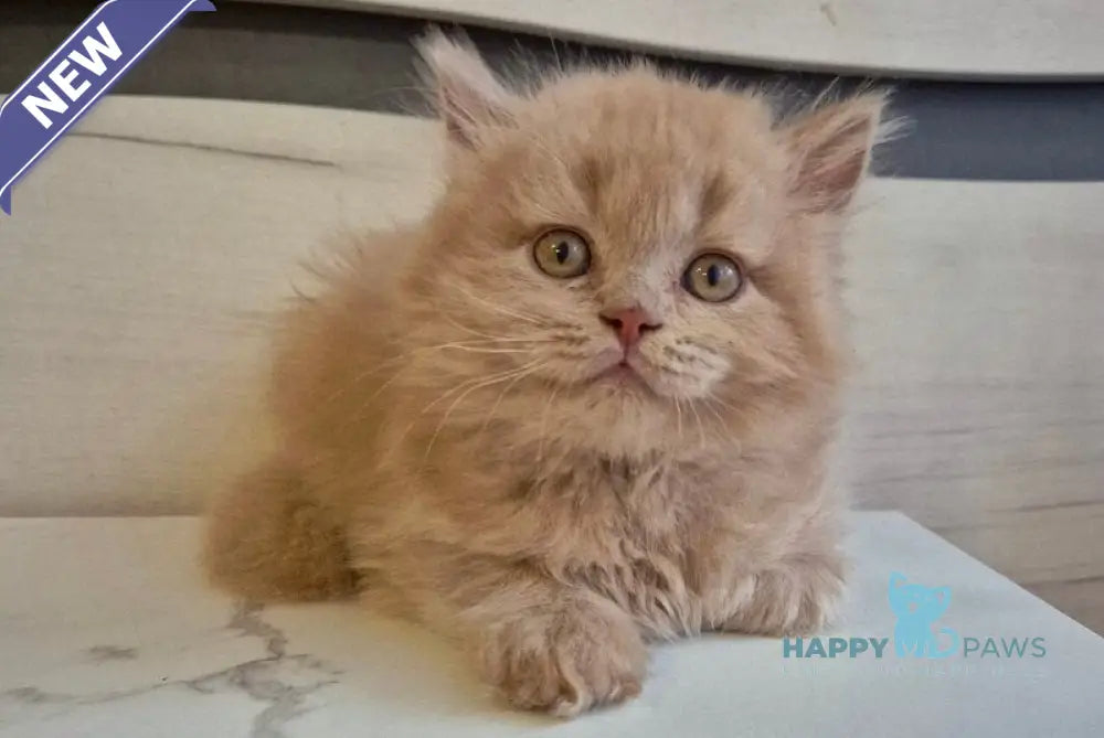Teo British Longhair male fawn live animals