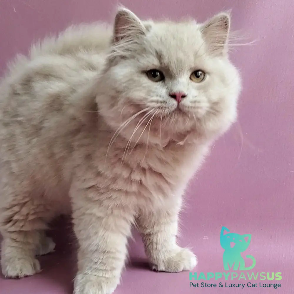 Teo British Longhair male fawn - live animals