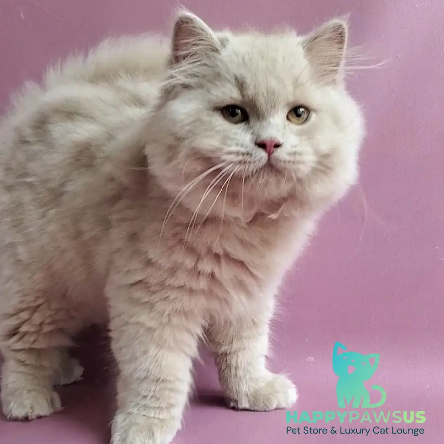 Teo British Longhair male fawn - live animals