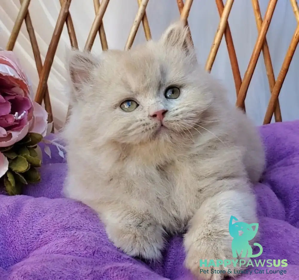Teo British Longhair male fawn - live animals