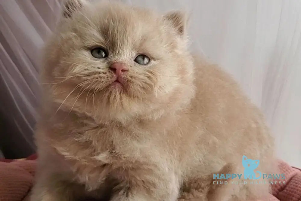 Teo British Longhair male fawn - live animals