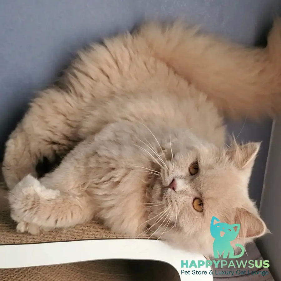 Teo British Longhair male fawn - live animals