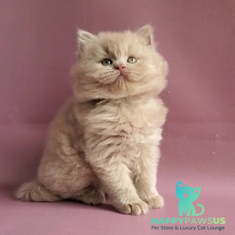 Teo British Longhair male fawn - live animals