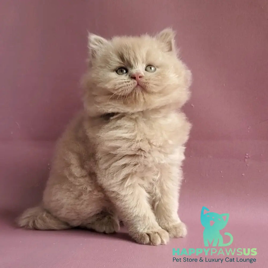 Teo British Longhair male fawn - live animals