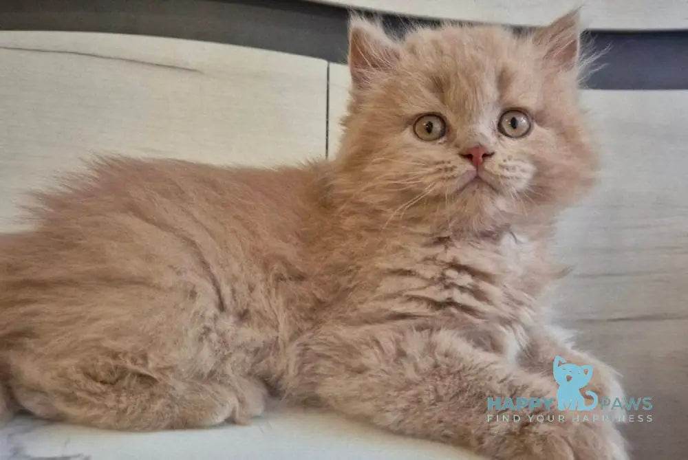 Teo British Longhair male fawn live animals