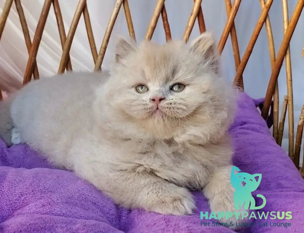 Teo British Longhair male fawn - live animals