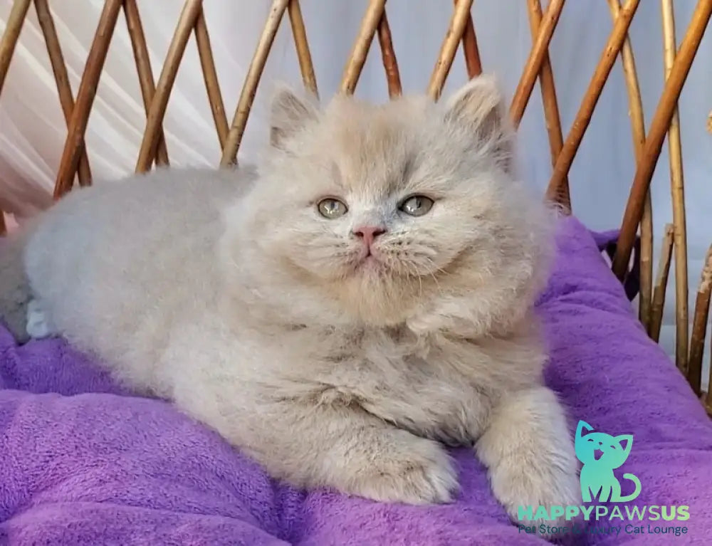 Teo British Longhair male fawn - live animals