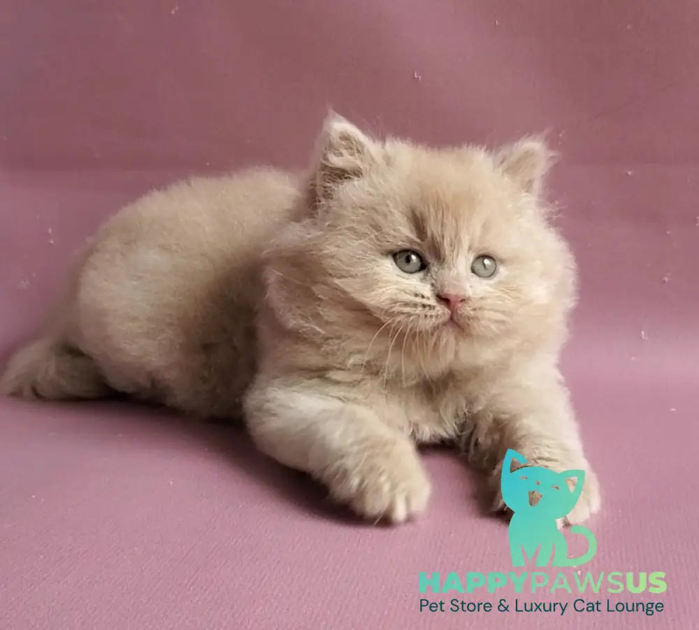 Teo British Longhair male fawn - live animals