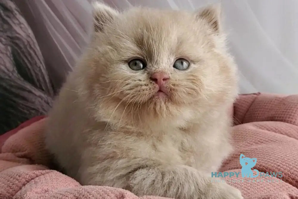 Teo British Longhair male fawn - live animals