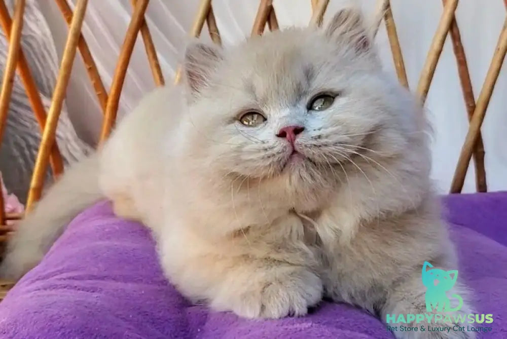 Teo British Longhair male fawn - live animals