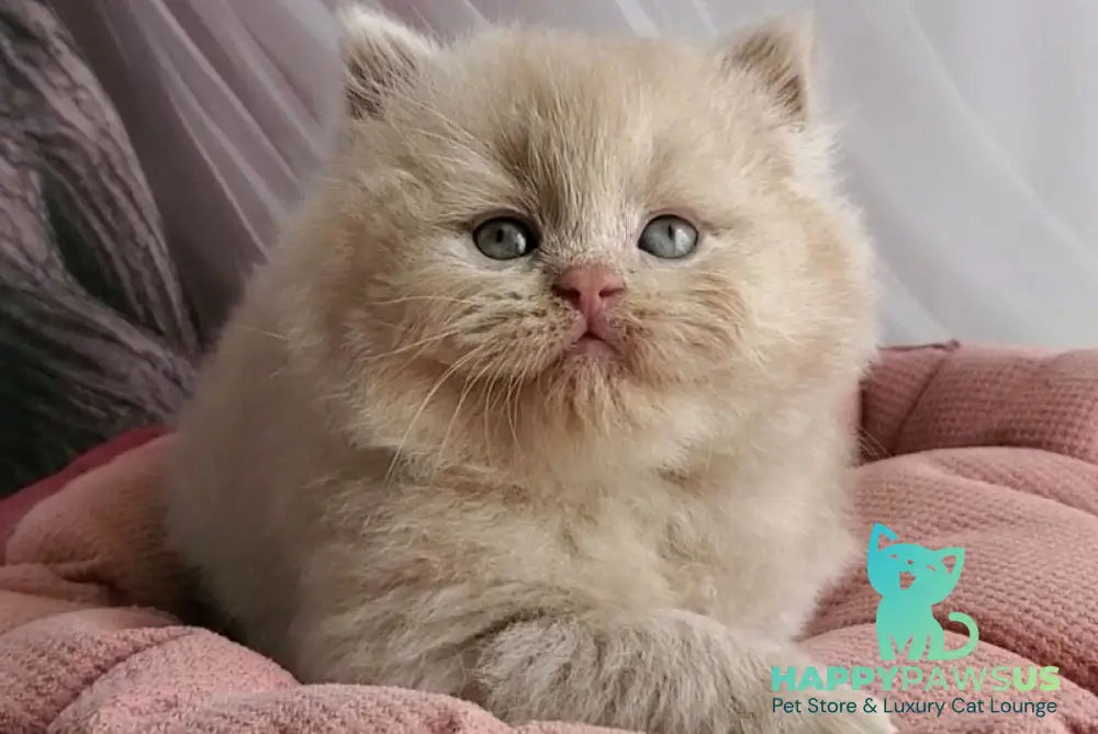 Teo British Longhair male fawn - live animals