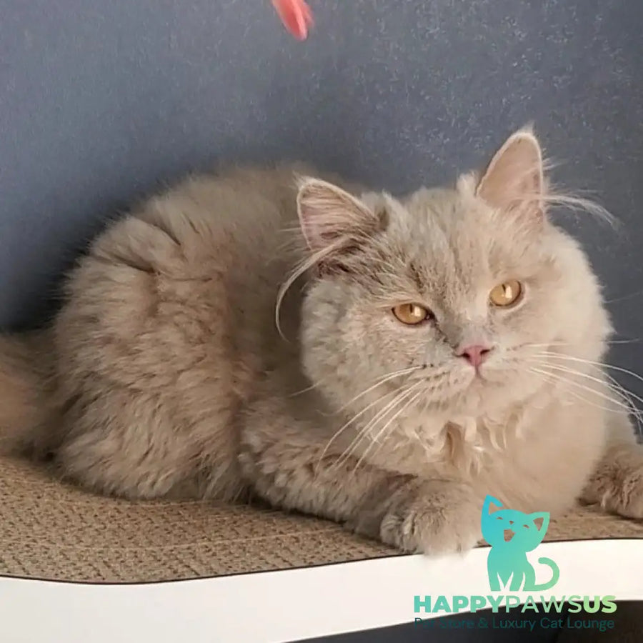 Teo British Longhair male fawn - live animals