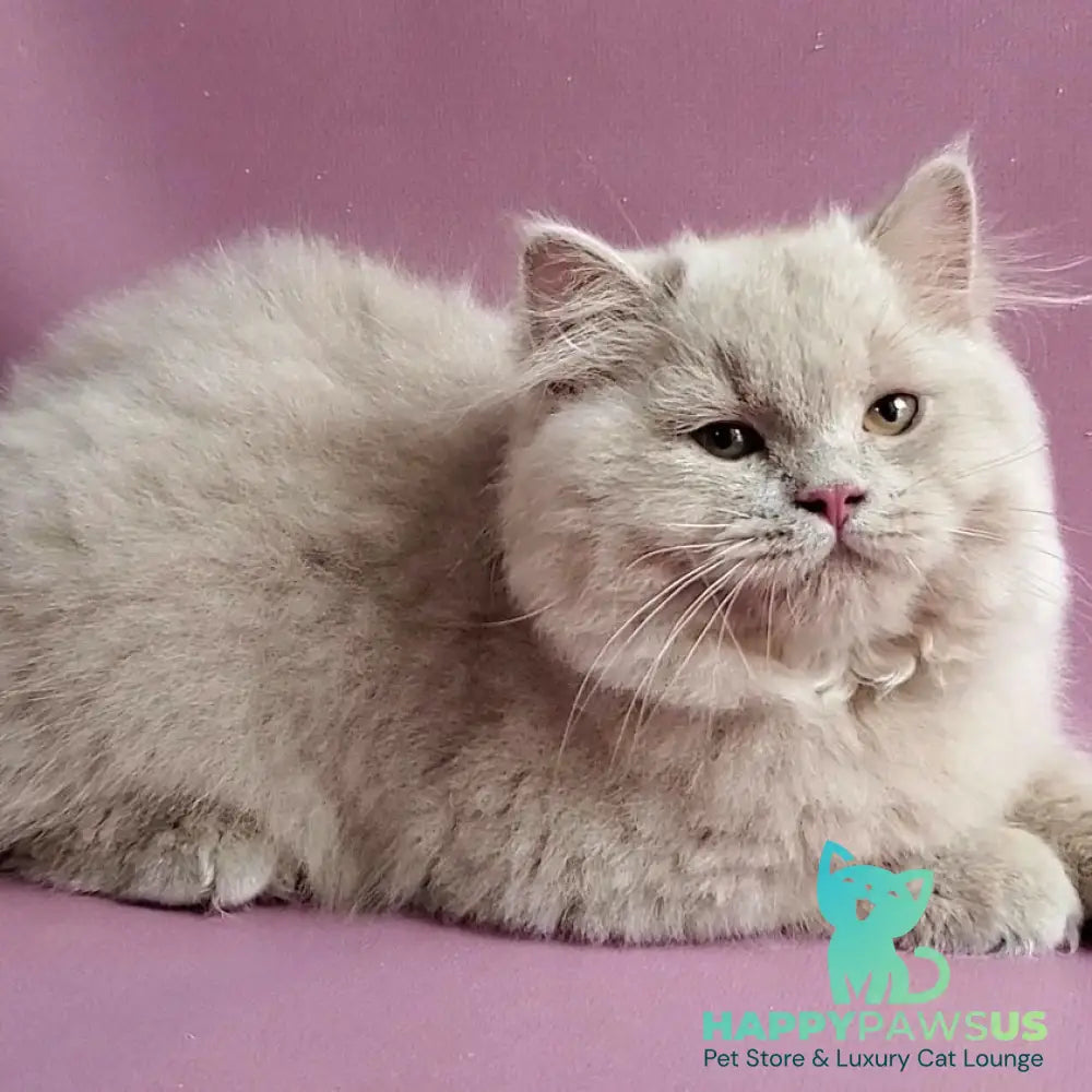 Teo British Longhair male fawn - live animals