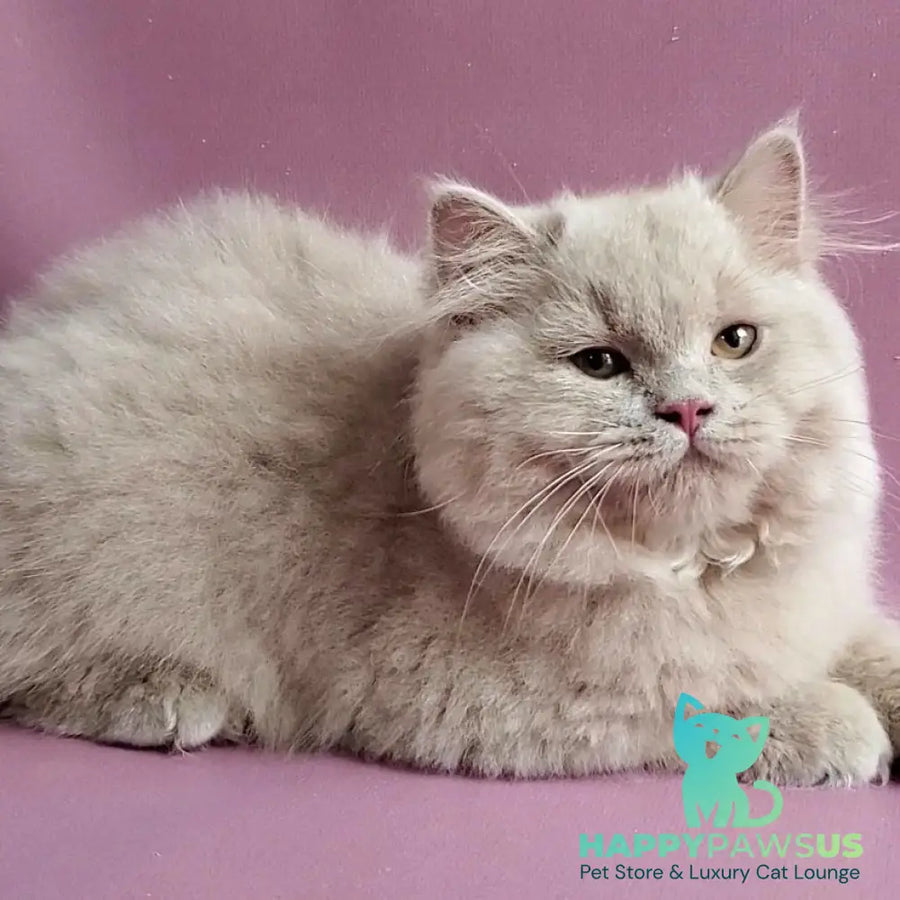 Teo British Longhair male fawn - live animals