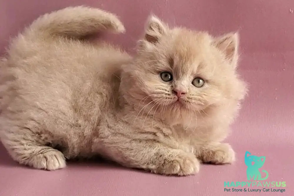 Teo British Longhair male fawn - live animals
