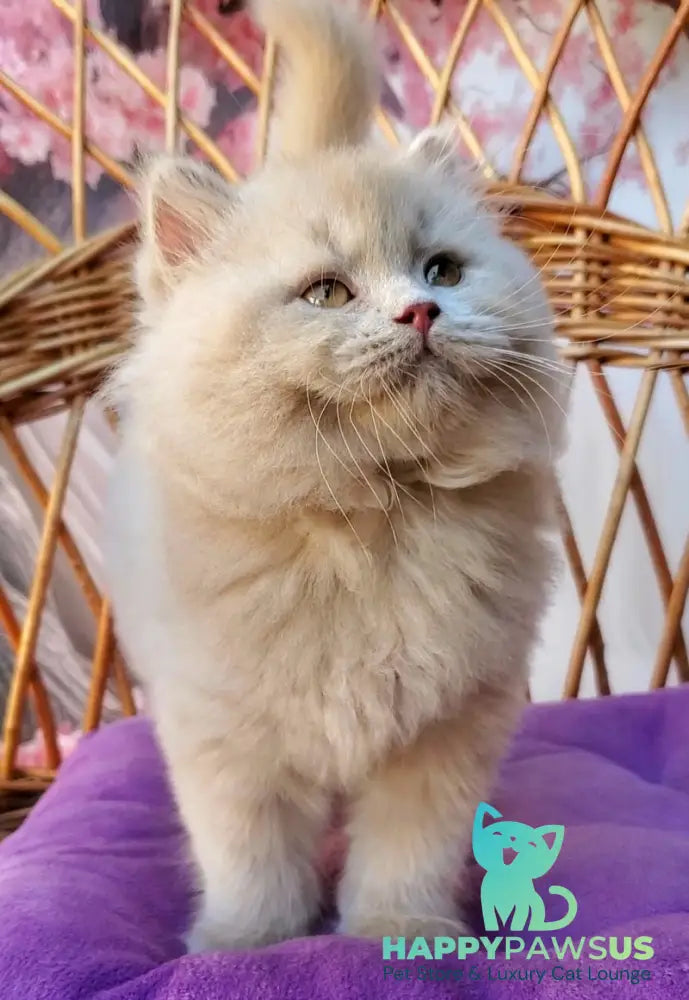 Teo British Longhair male fawn - live animals
