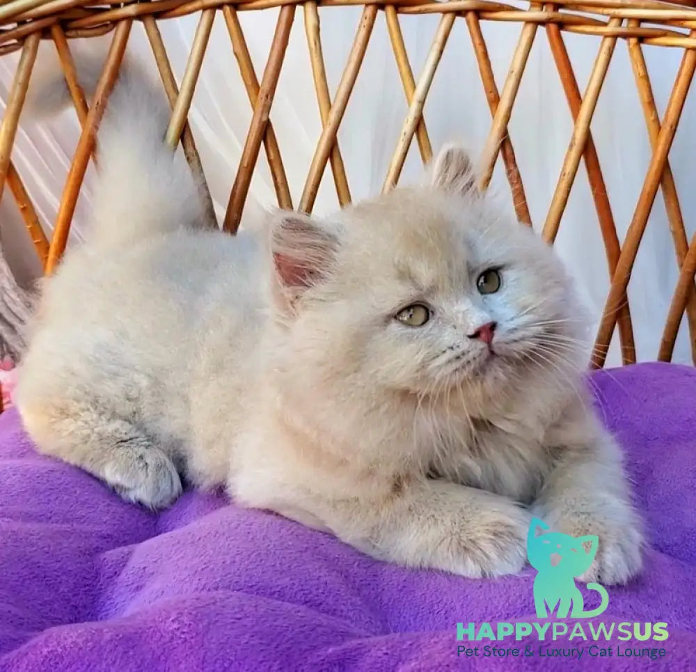 Teo British Longhair male fawn - live animals