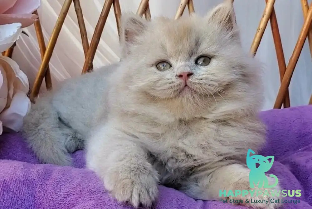 Teo British Longhair male fawn - live animals