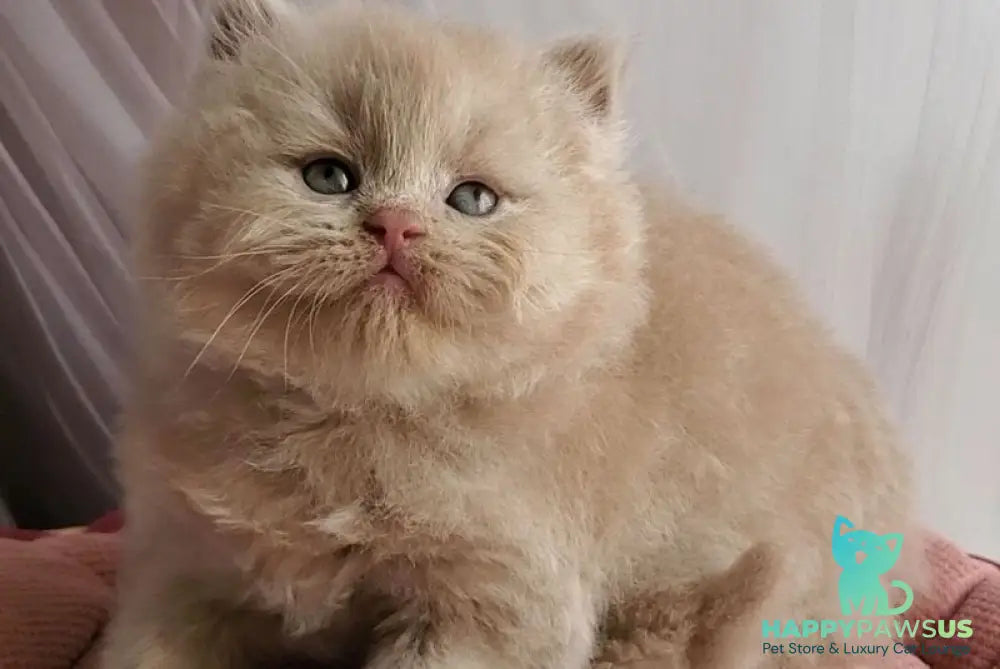 Teo British Longhair male fawn - live animals