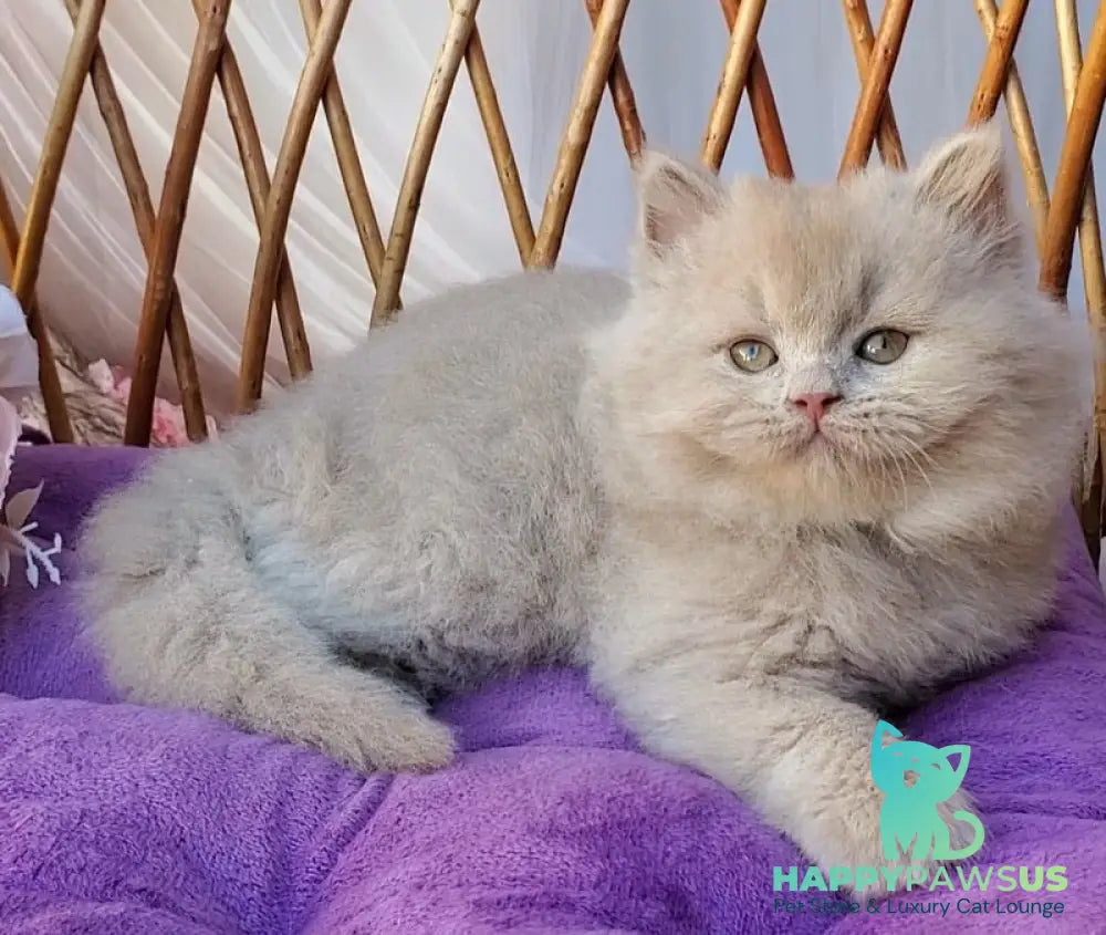 Teo British Longhair male fawn - live animals