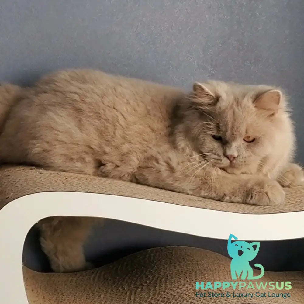 Teo British Longhair male fawn - live animals