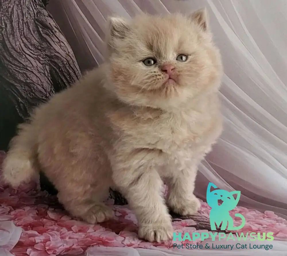 Teo British Longhair male fawn - live animals