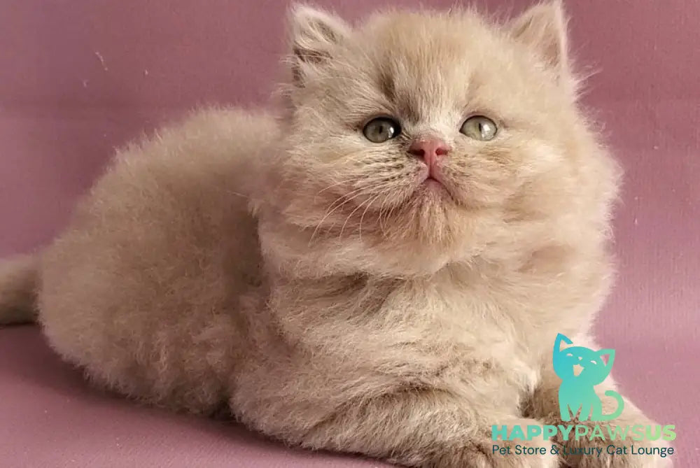 Teo British Longhair male fawn - live animals