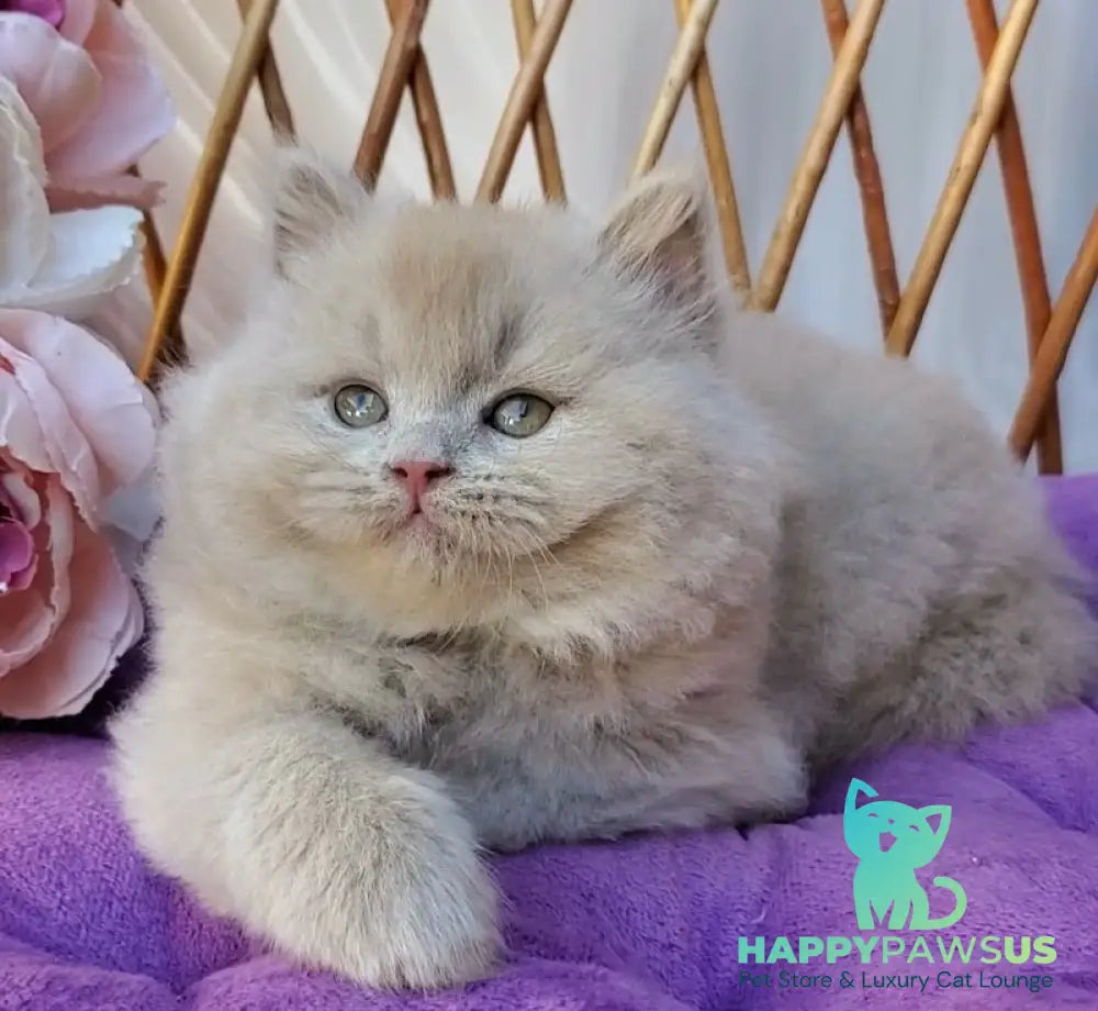Teo British Longhair male fawn - live animals