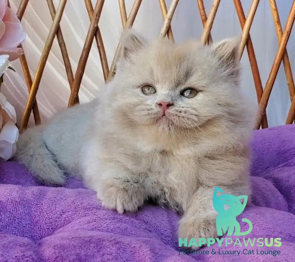 Teo British Longhair male fawn - live animals