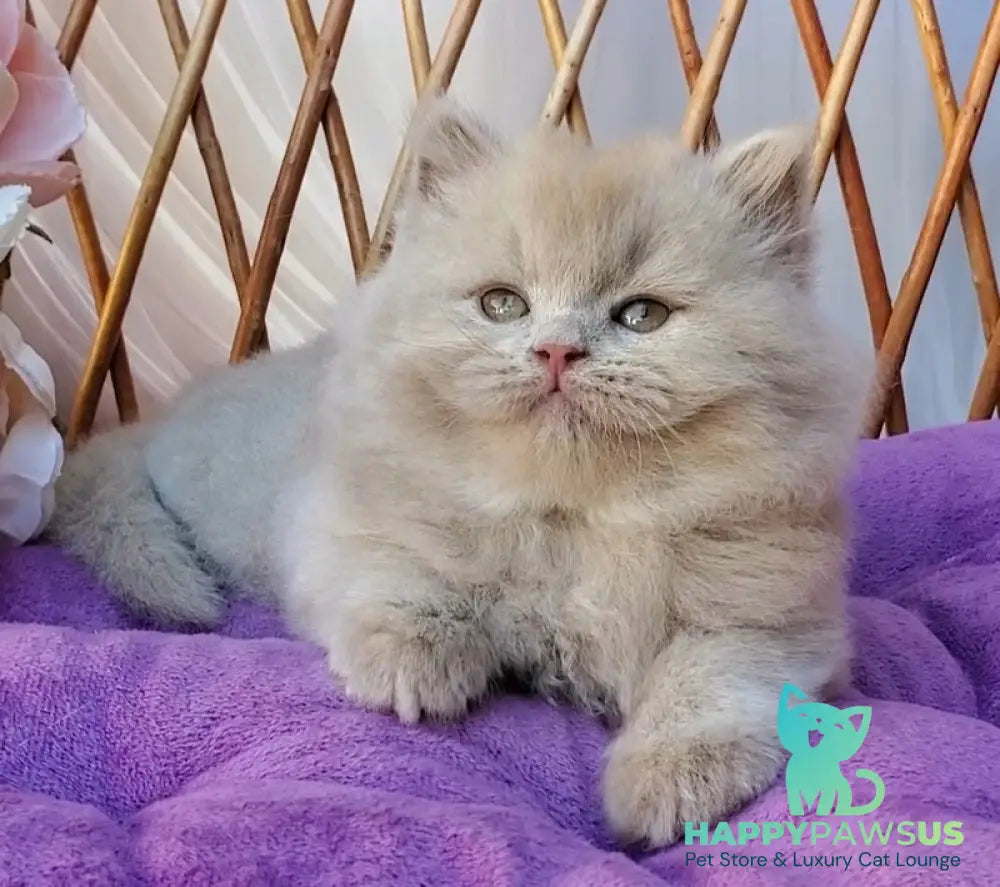Teo British Longhair male fawn - live animals