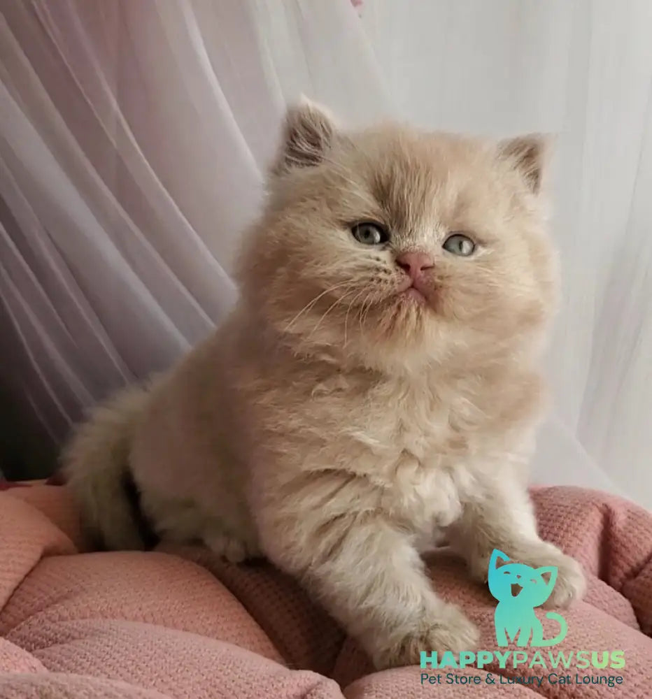 Teo British Longhair male fawn - live animals