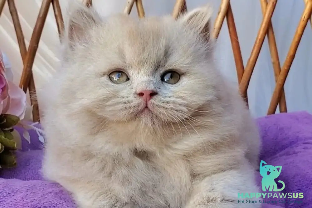 Teo British Longhair male fawn - live animals