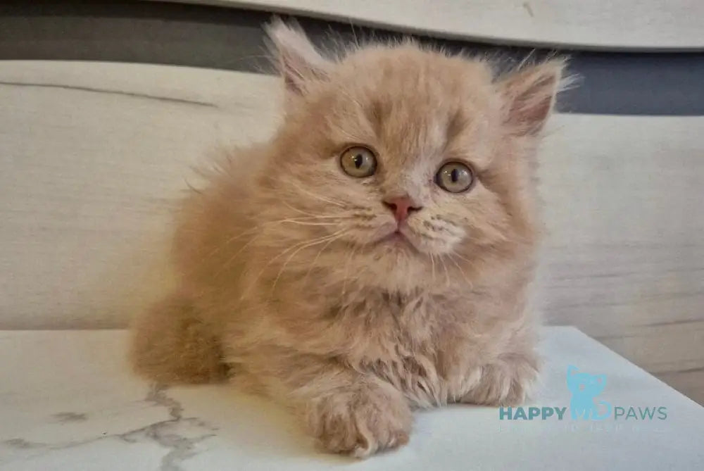 Teo British Longhair male fawn live animals