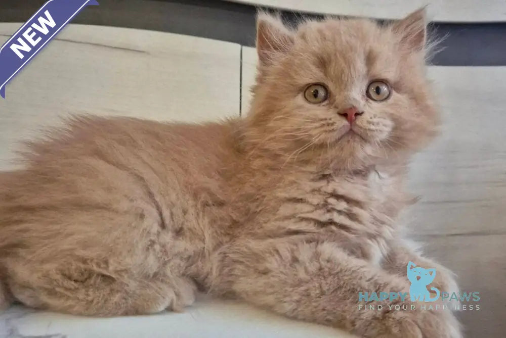 Teo British Longhair male fawn live animals