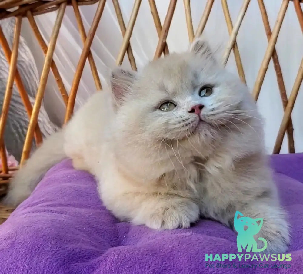 Teo British Longhair male fawn - live animals