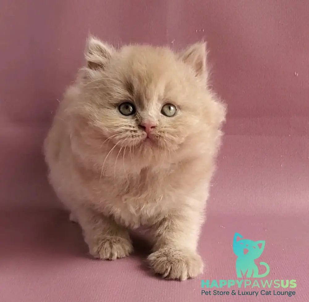 Teo British Longhair male fawn - live animals