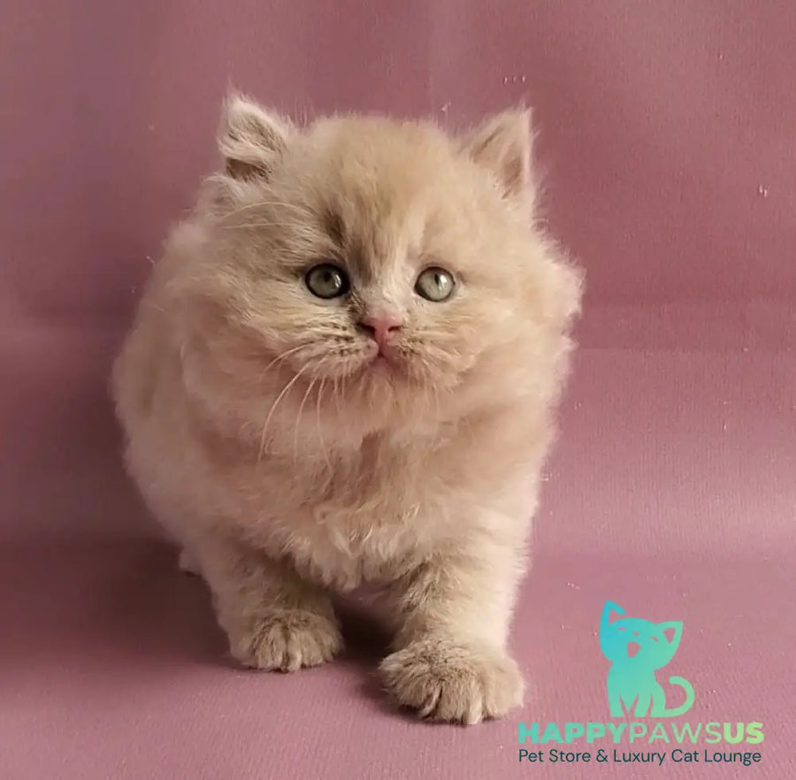 Teo British Longhair male fawn - live animals