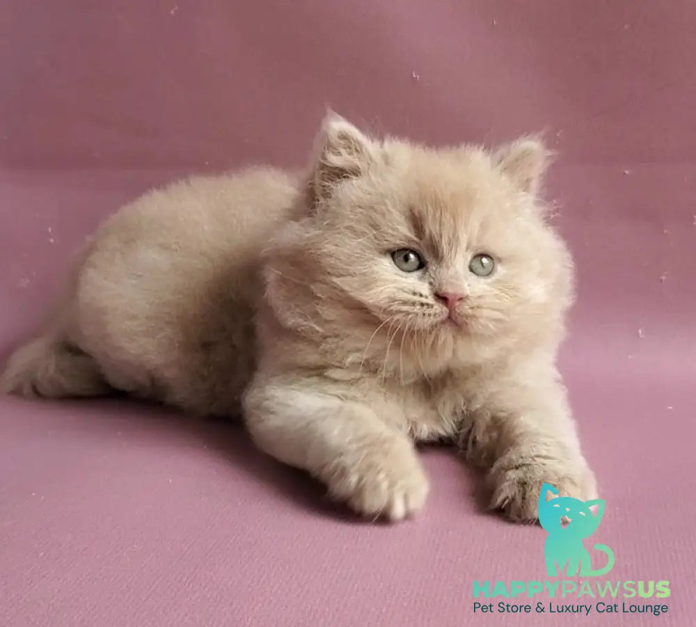 Teo British Longhair male fawn - live animals