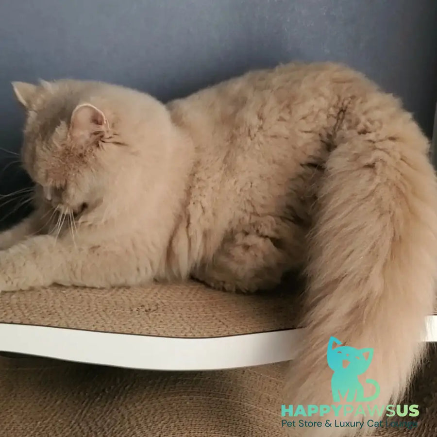 Teo British Longhair male fawn - live animals