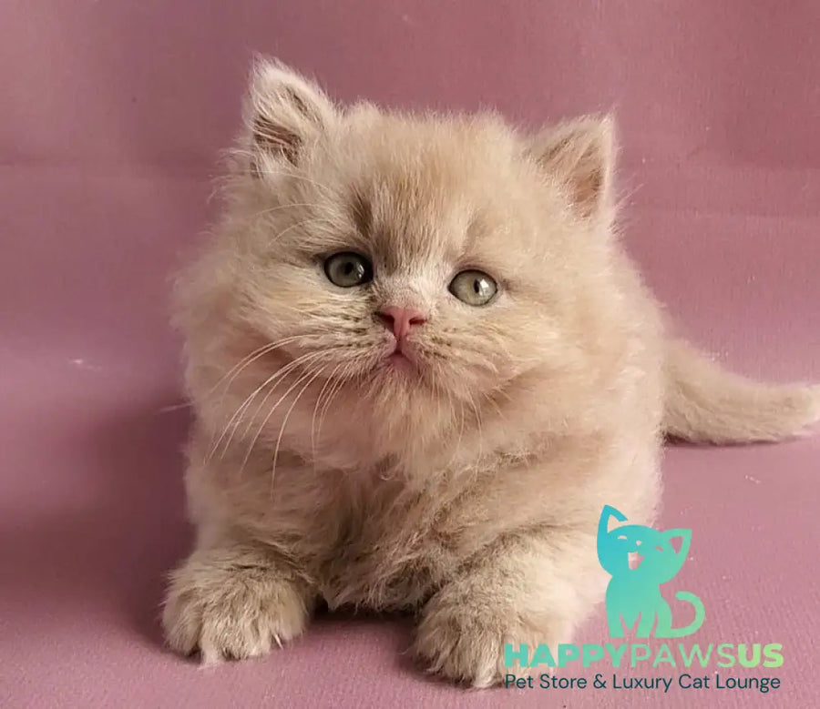 Teo British Longhair male fawn - live animals