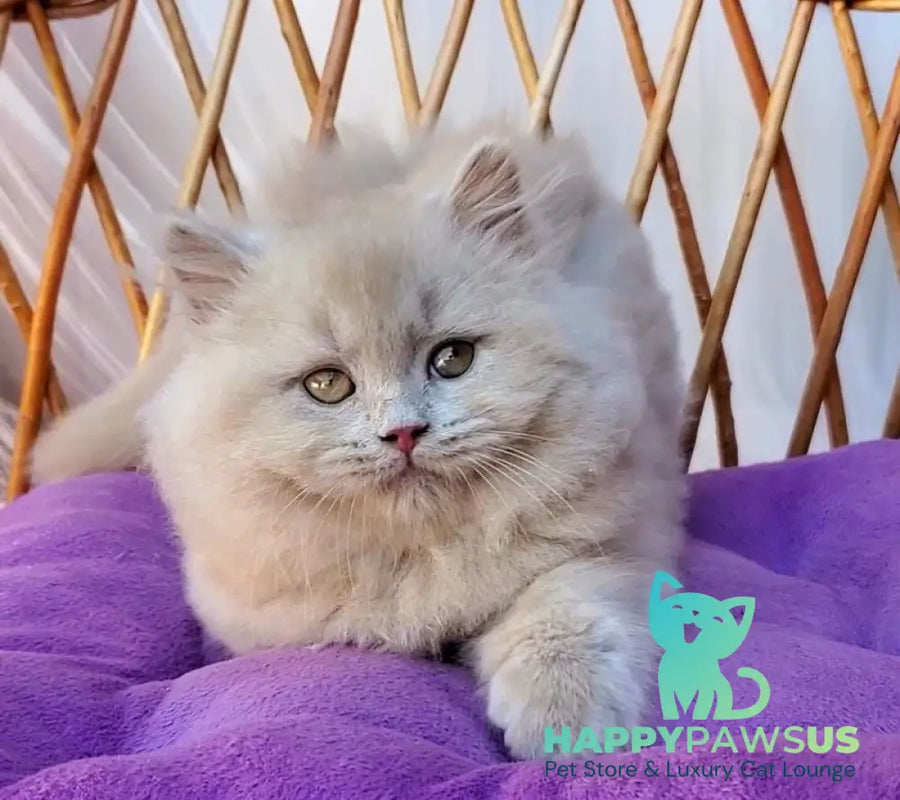 Teo British Longhair male fawn - live animals
