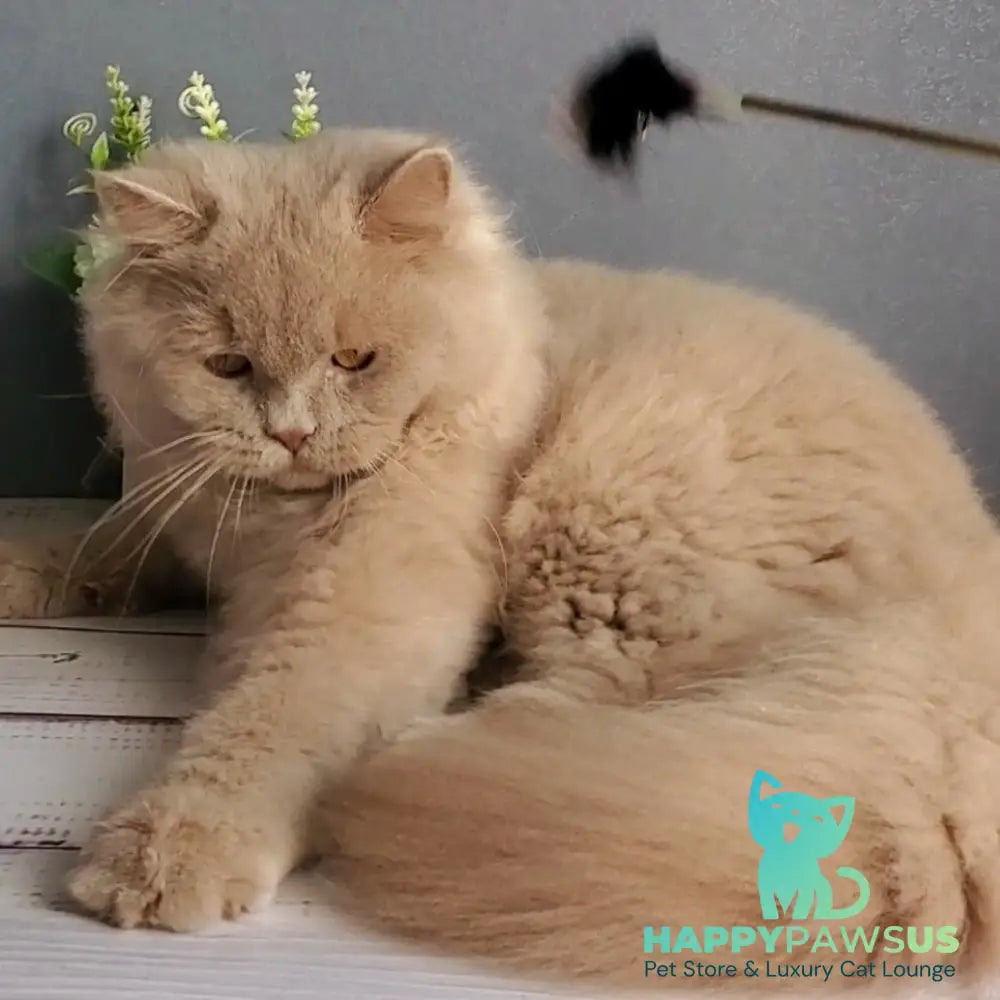Teo British Longhair male fawn - live animals