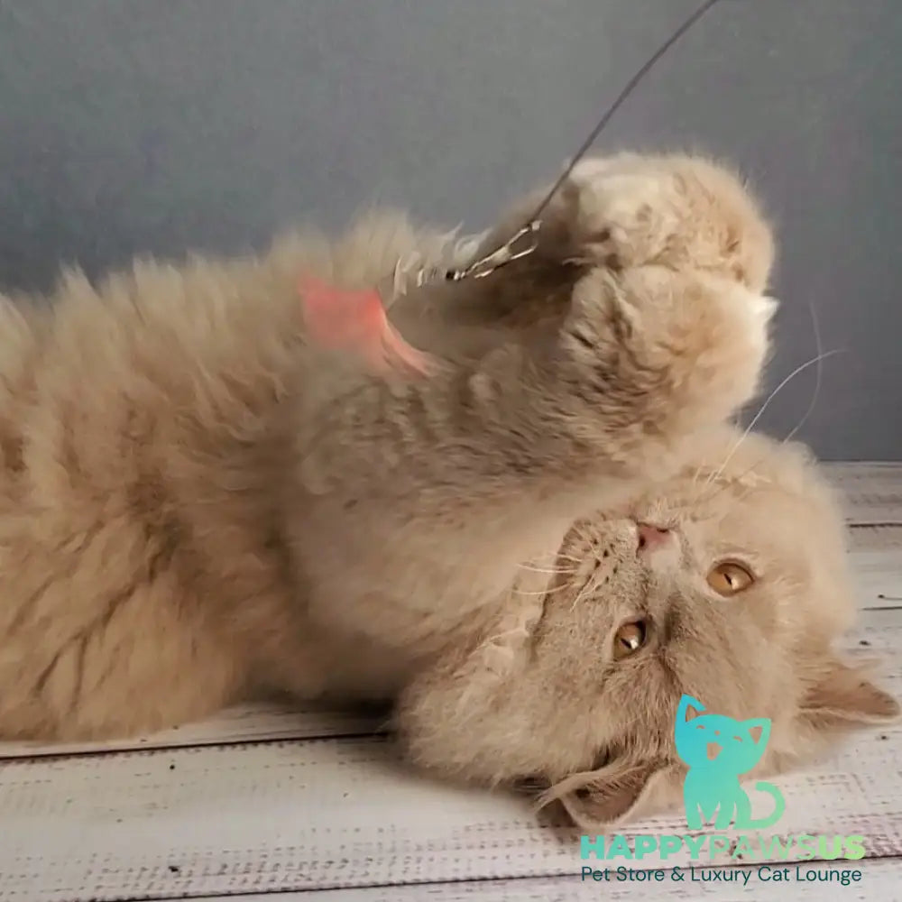 Teo British Longhair male fawn - live animals