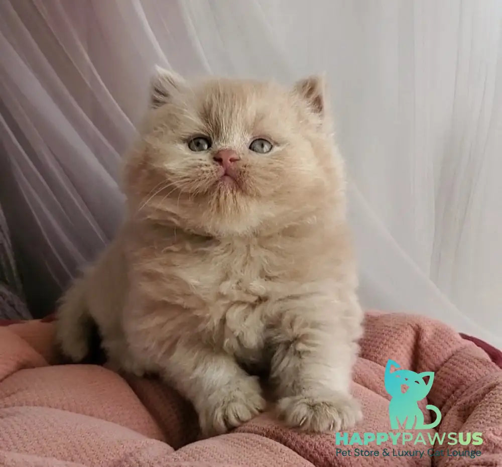 Teo British Longhair male fawn - live animals