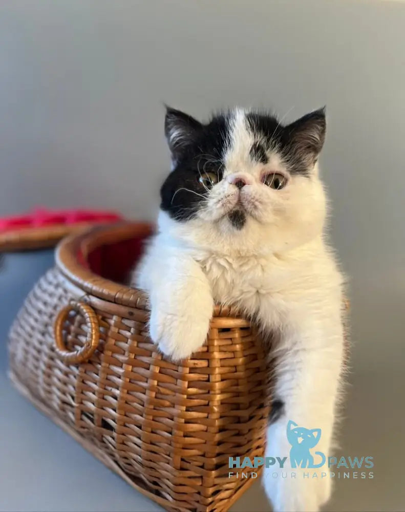 Teo Exotic male black bicolour live animals